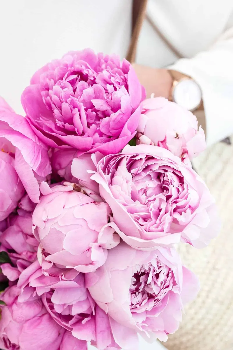 Peonies