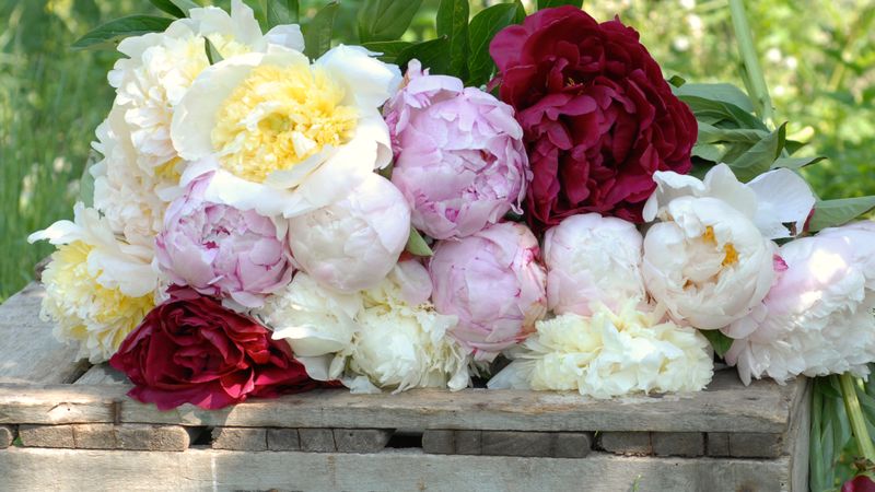 Peonies