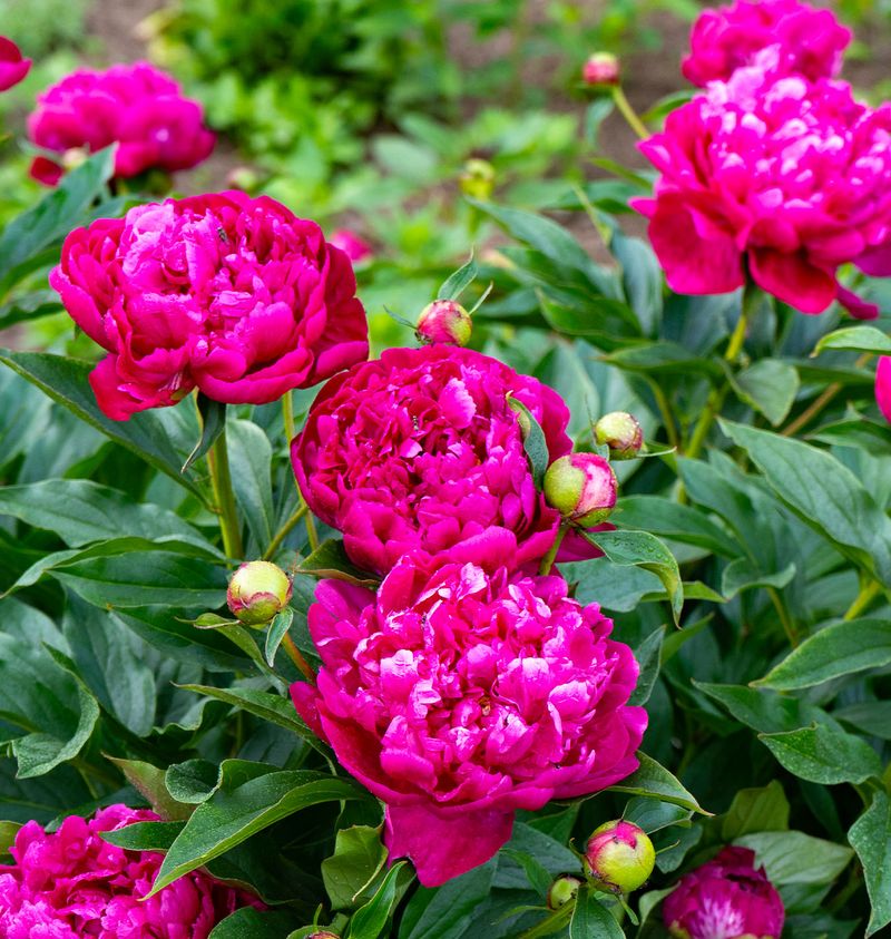 Peonies