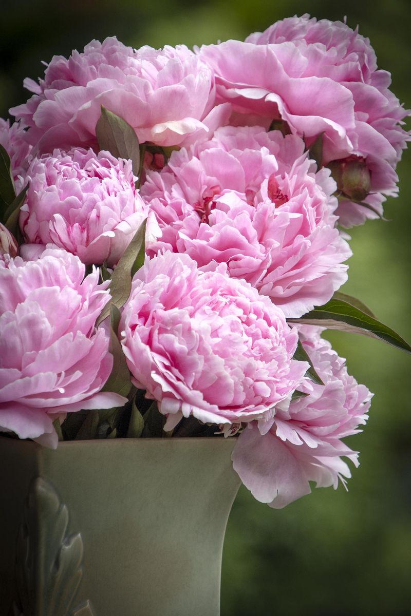 Peony