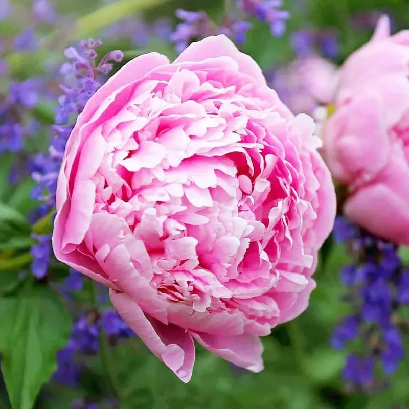 Peony