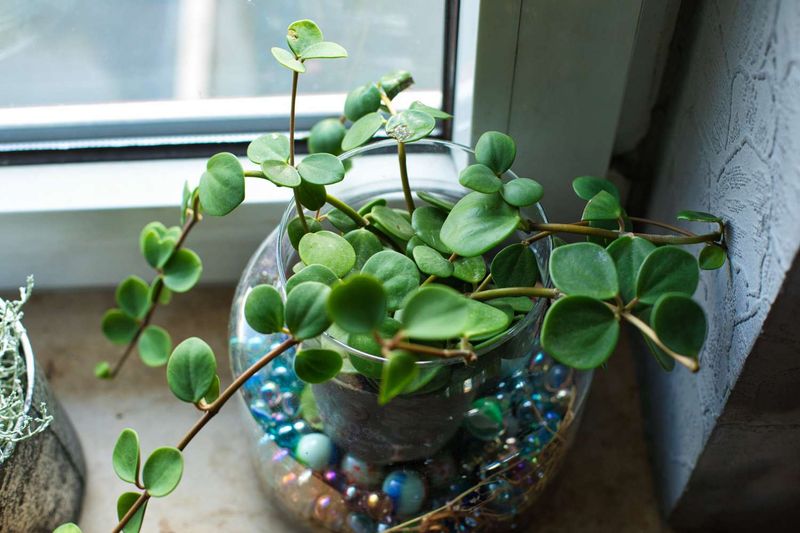 Peperomia