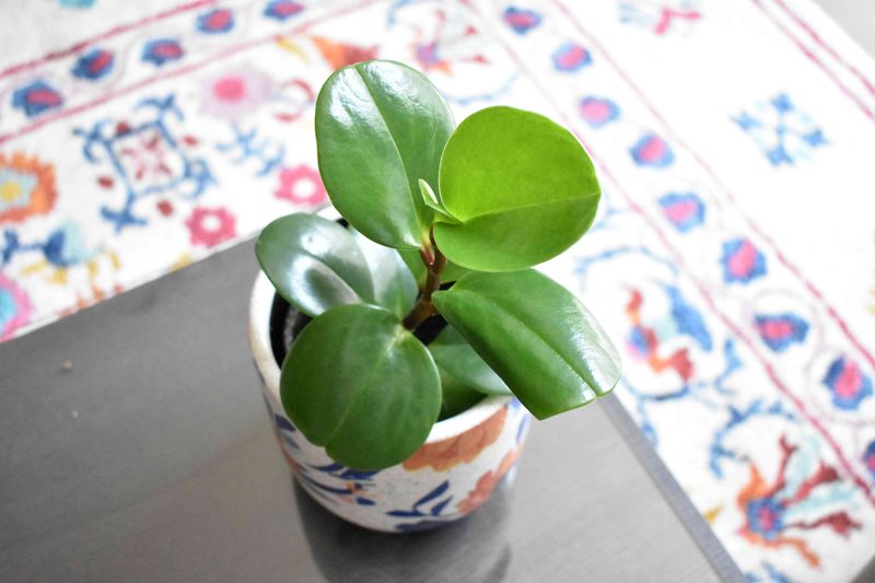 Peperomia Obtusifolia