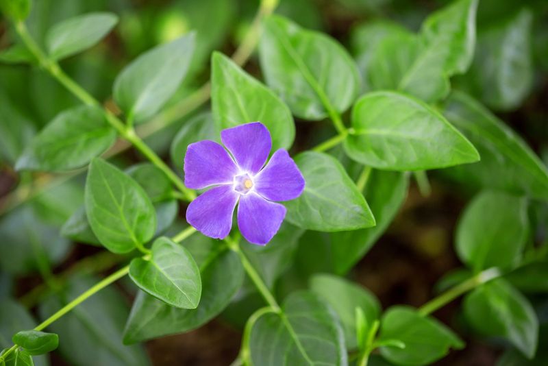 Periwinkle (Vinca minor)