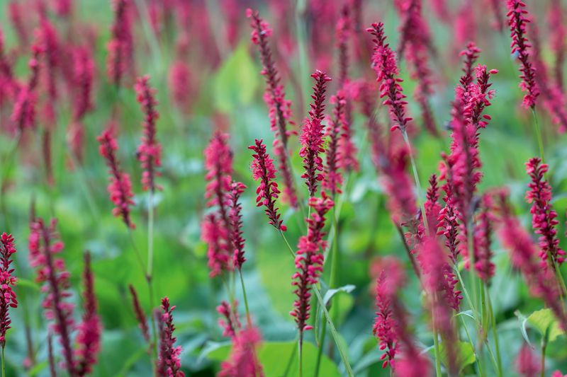 Persicaria