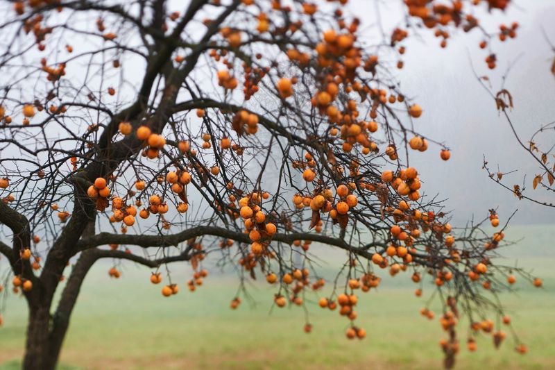 Persimmon Tree