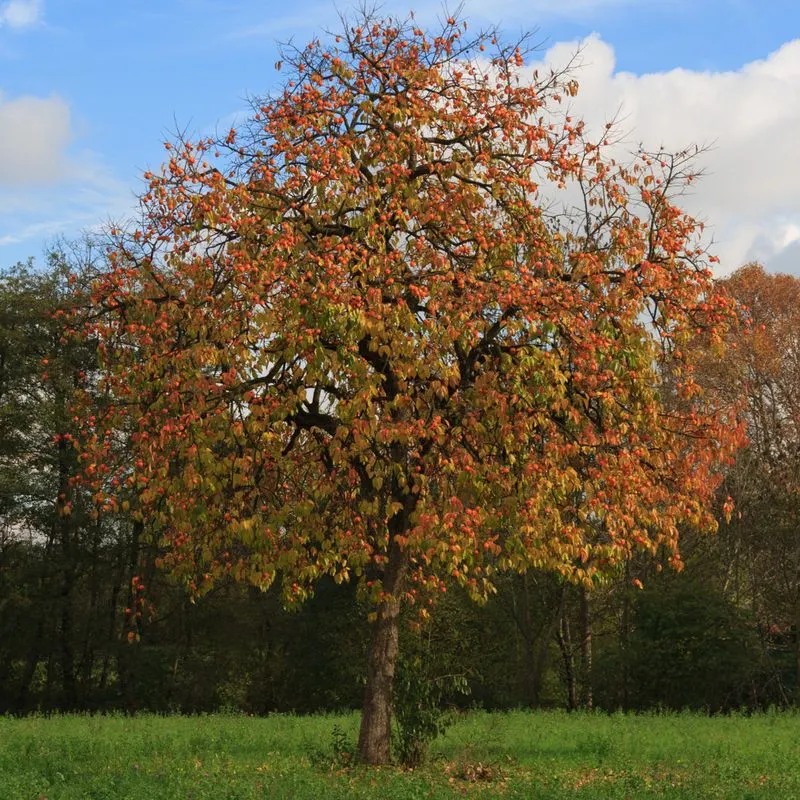 Persimmon