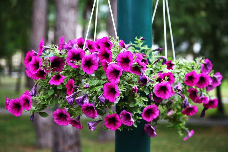 Petunias