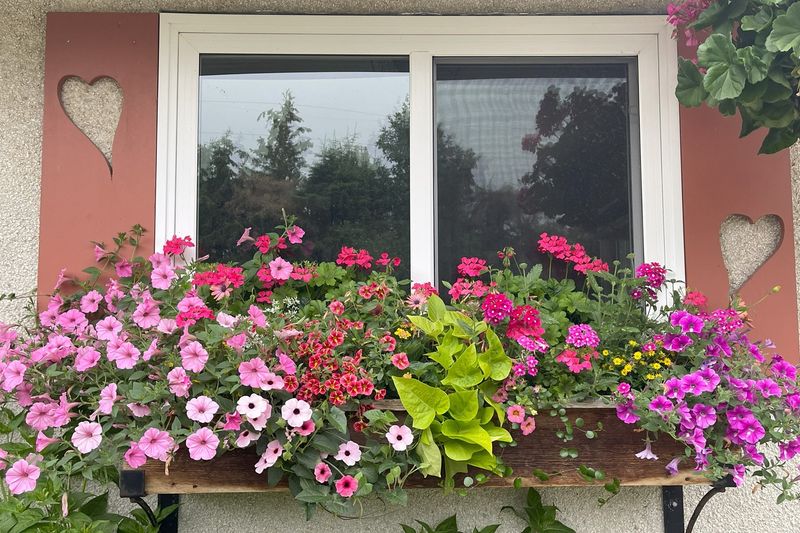 Petunias