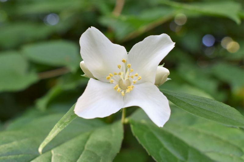 Philadelphus