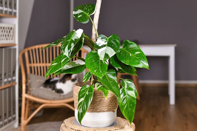 Philodendron