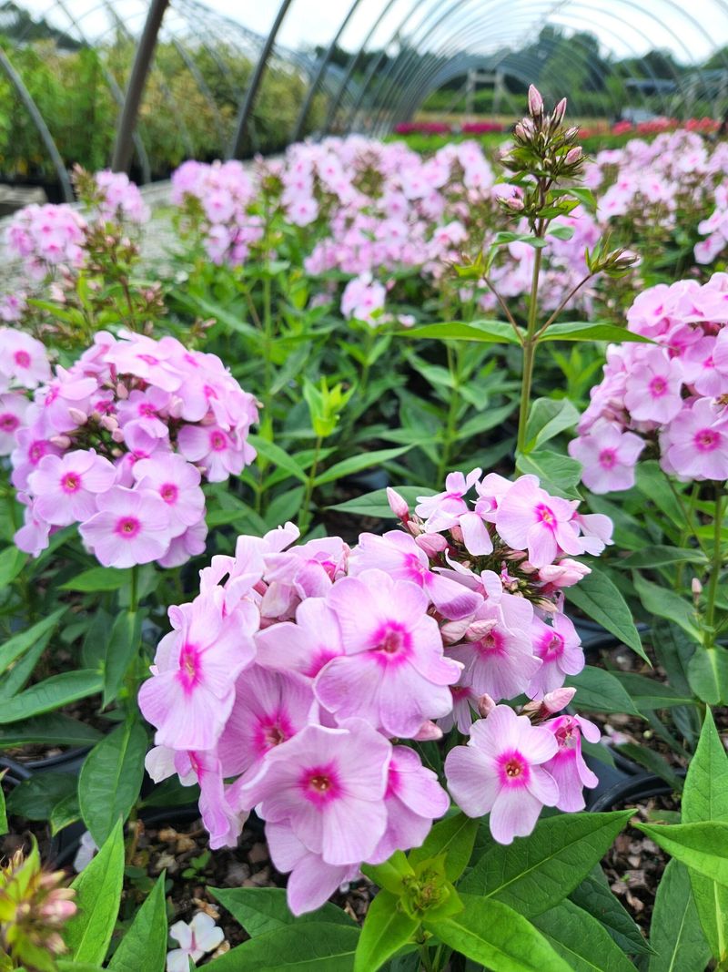 Phlox (Phlox paniculata)