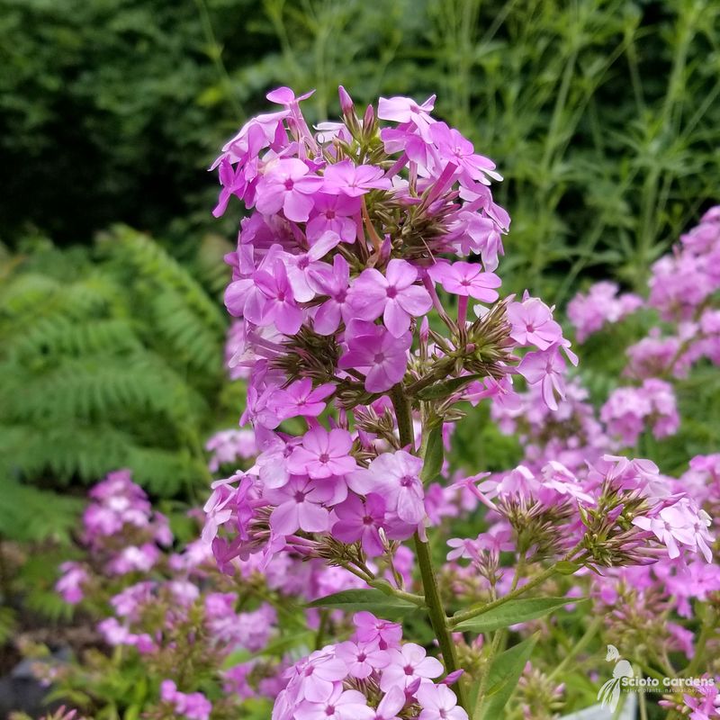 Phlox paniculata (Garden Phlox)