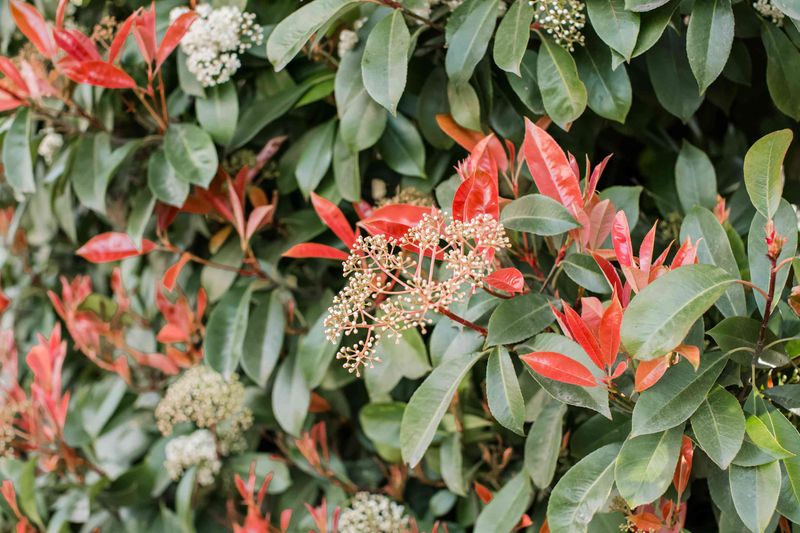 Photinia