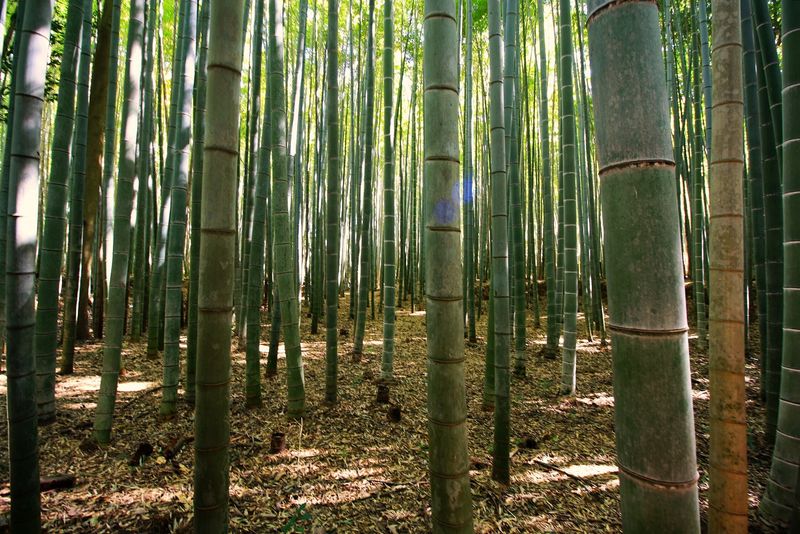 Phyllostachys Edulis (Moso Bamboo)