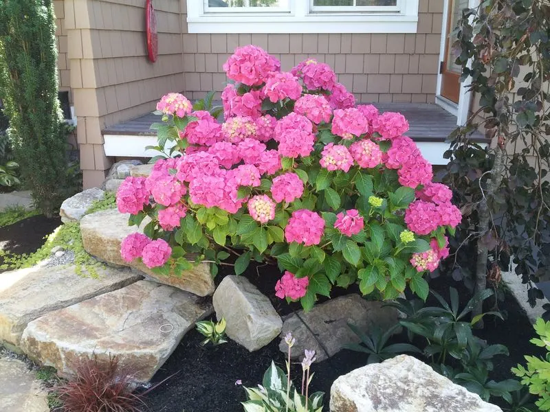 Pia Hydrangea