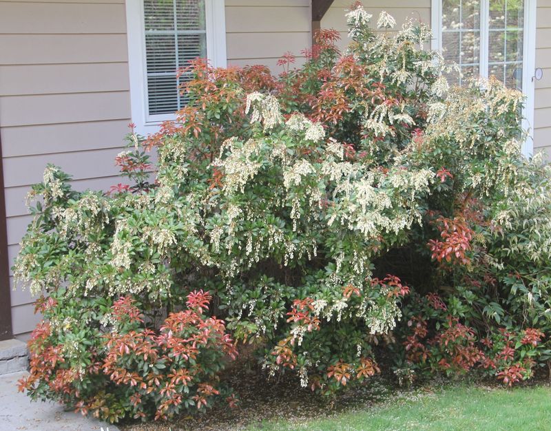 Pieris Japonica