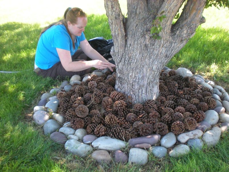 Pine Cone Mulch