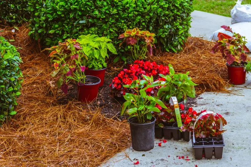 Pine Needles for Acidic Mulch
