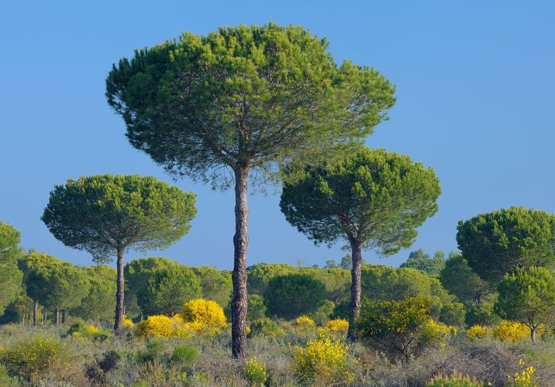 Pine Trees (Pinus)