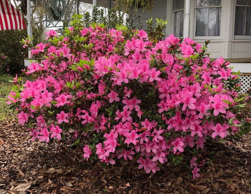 Pink Azalea