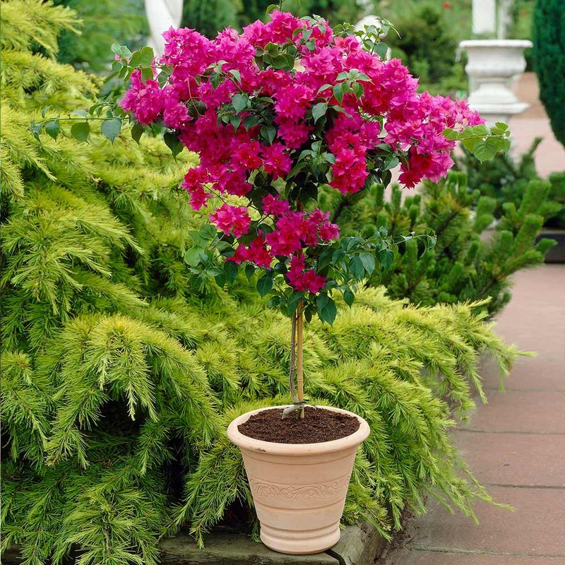 Pink Bougainvillea