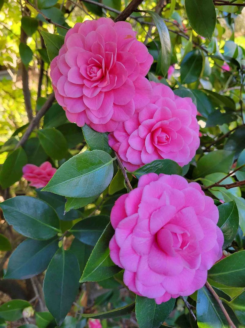 Pink Camellia