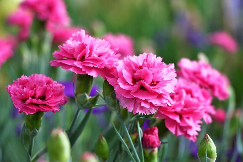 Pink Carnation