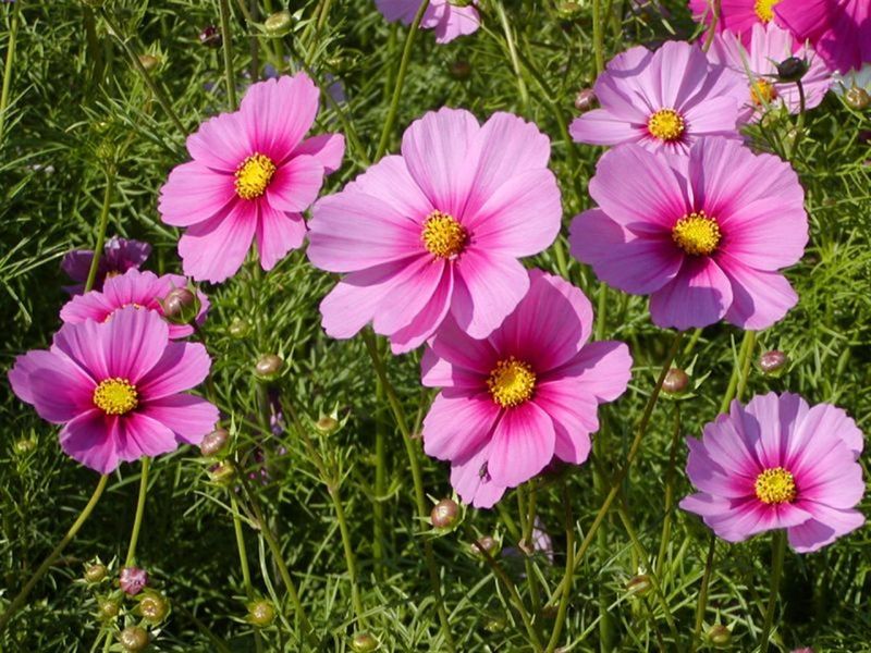 Pink Cosmos