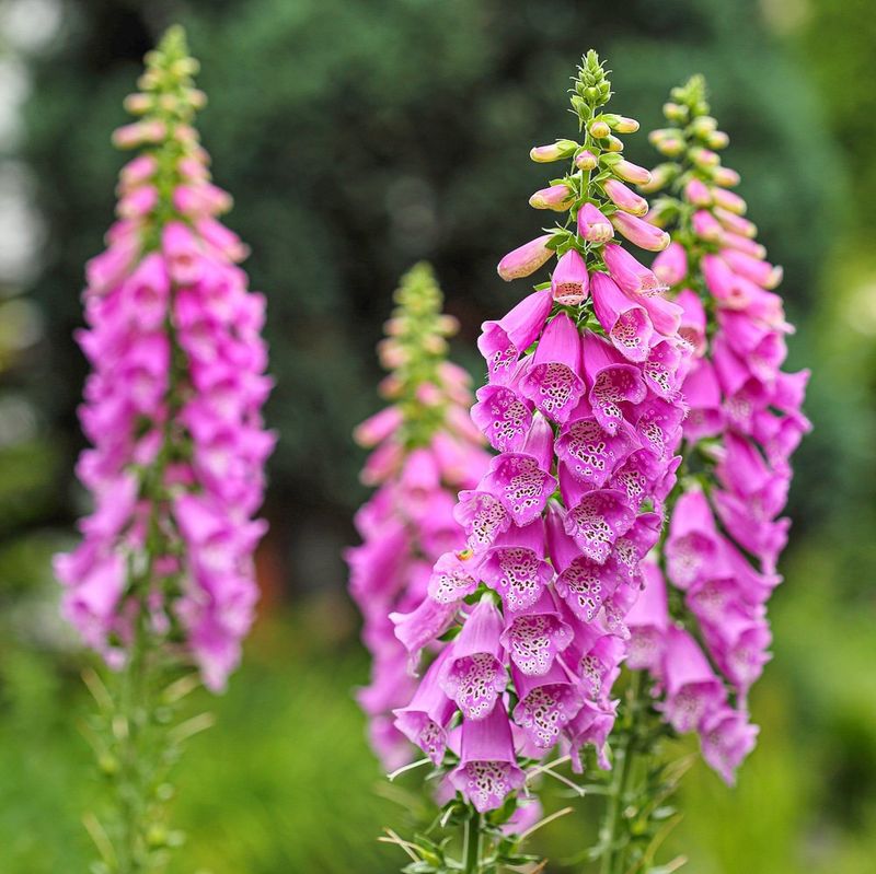 Pink Foxglove