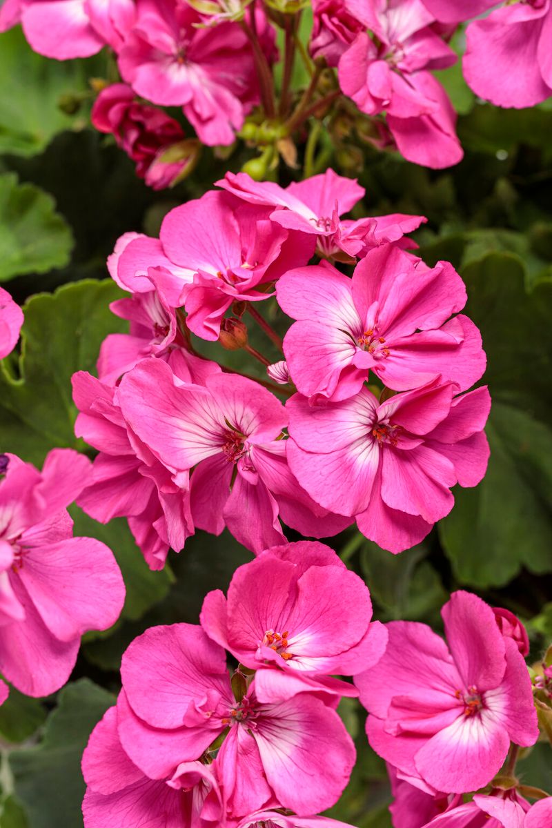 Pink Geranium