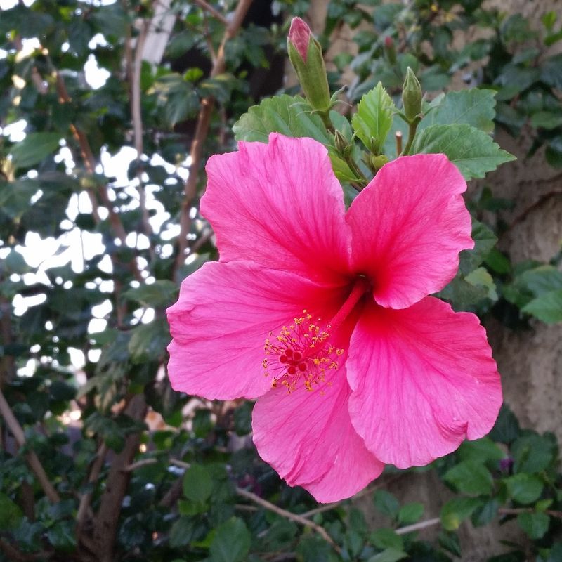 Pink Hibiscus