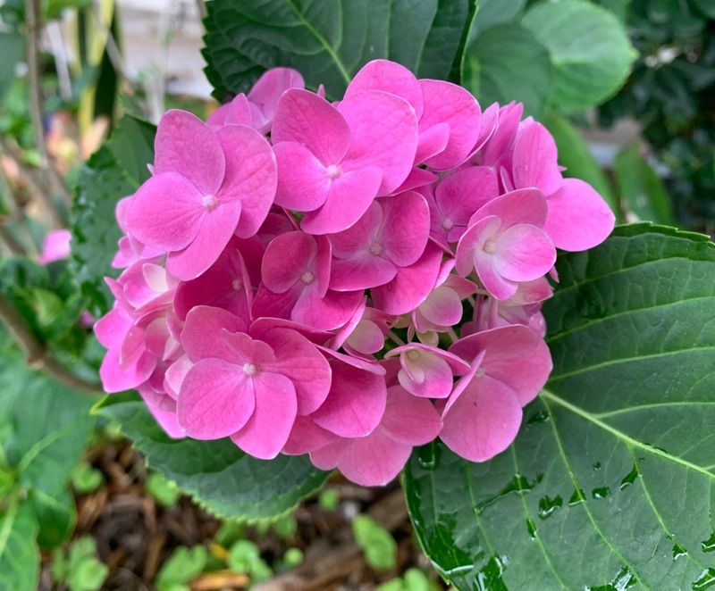 Pink Hydrangea