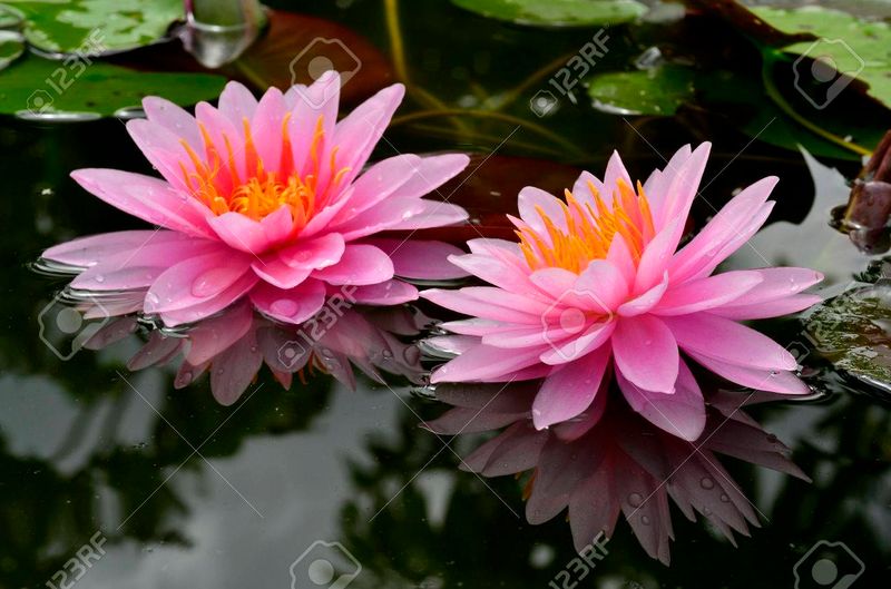 Pink Lotus