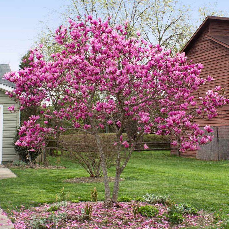 Pink Magnolia