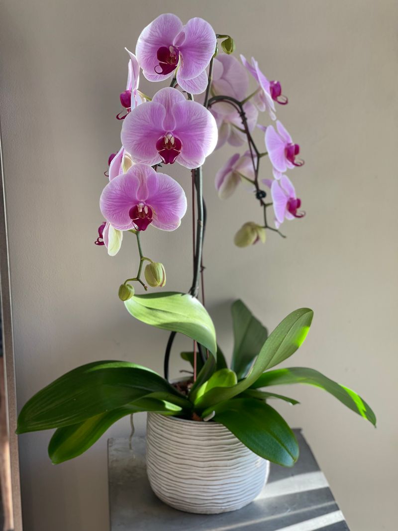 Pink Orchid