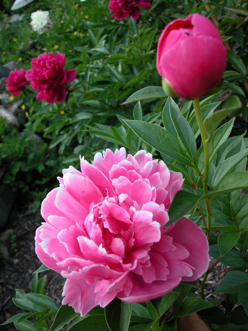 Pink Peony