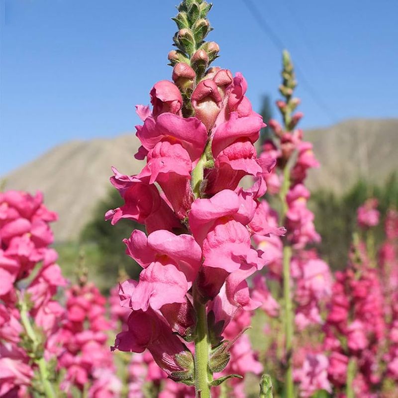 Pink Snapdragon