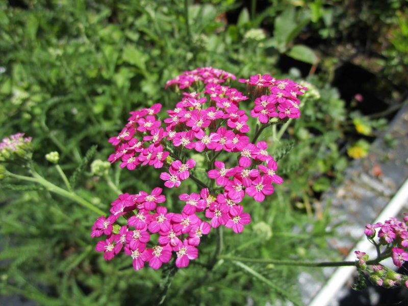 Pink Yarrow