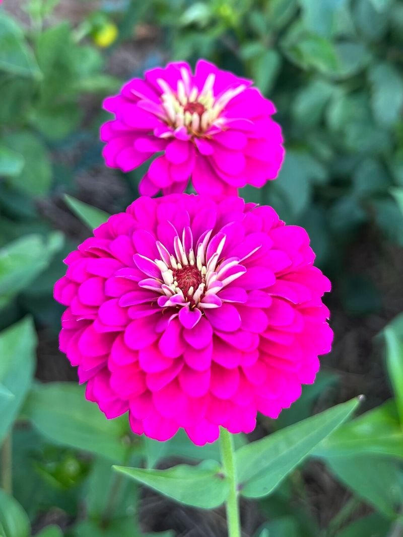 Pink Zinnia