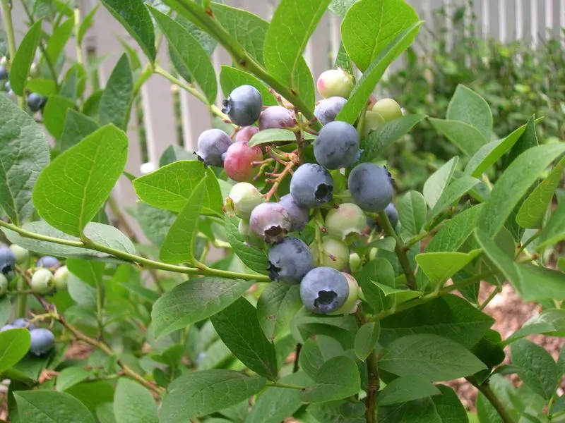 Plant Fruit-Bearing Trees