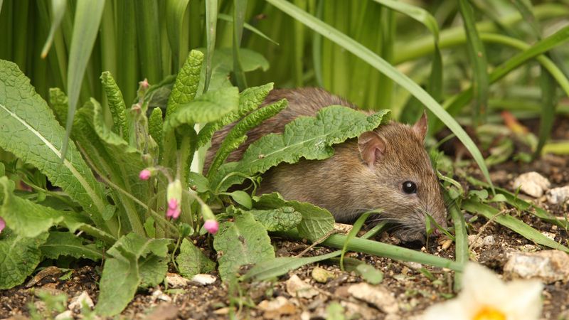 Plant Rat-Repelling Herbs