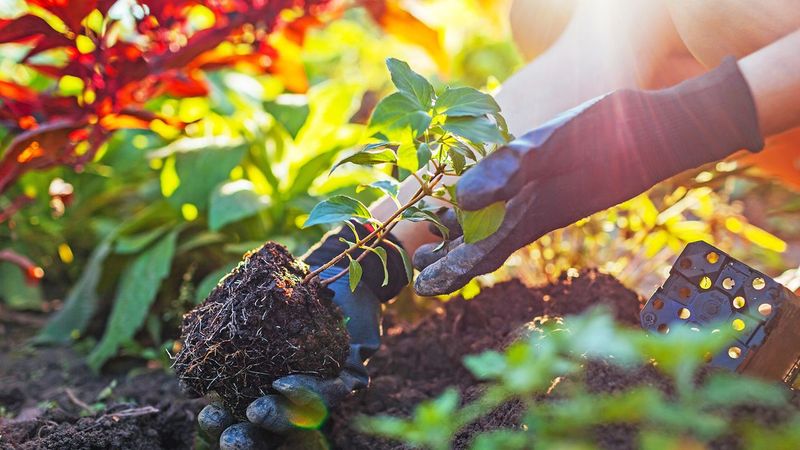 Planting Perennials