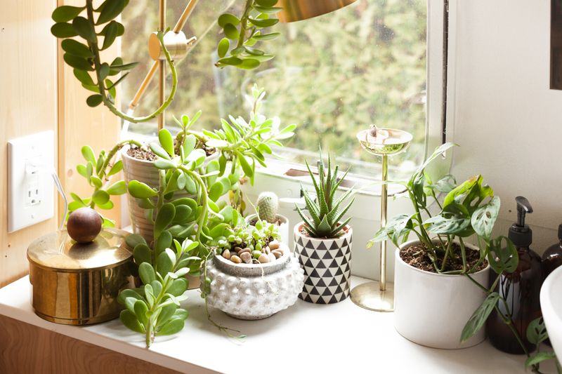 Plants Clean Indoor Air