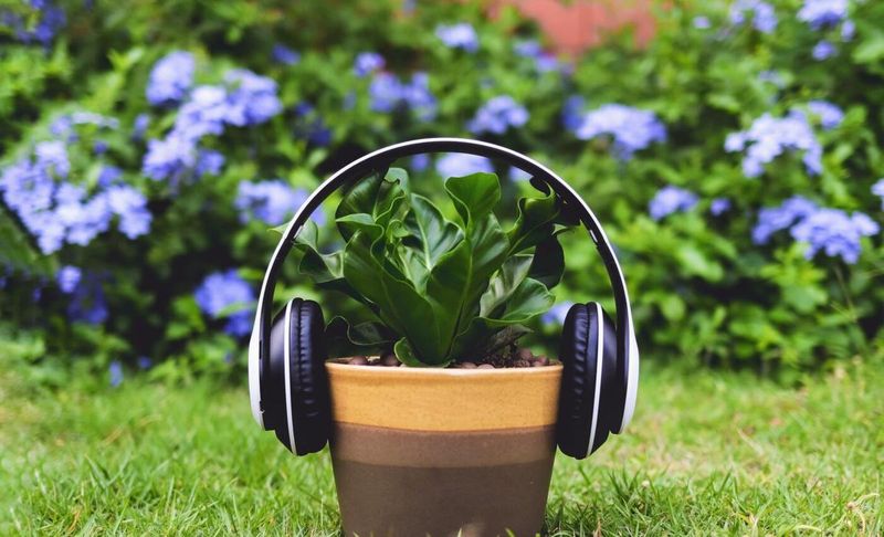 Plants Grow Better with Music