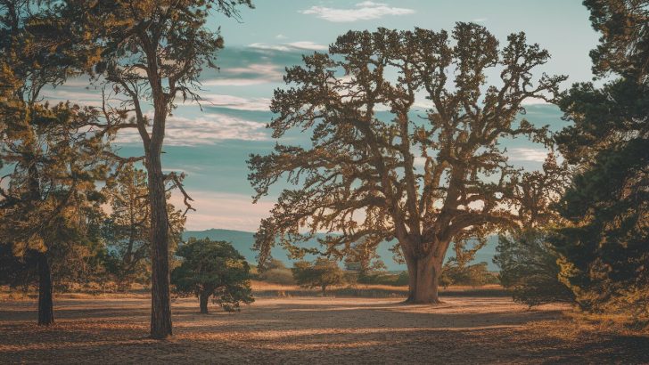 20 Plants That Hold the Secrets of Native American Spiritual Wisdom