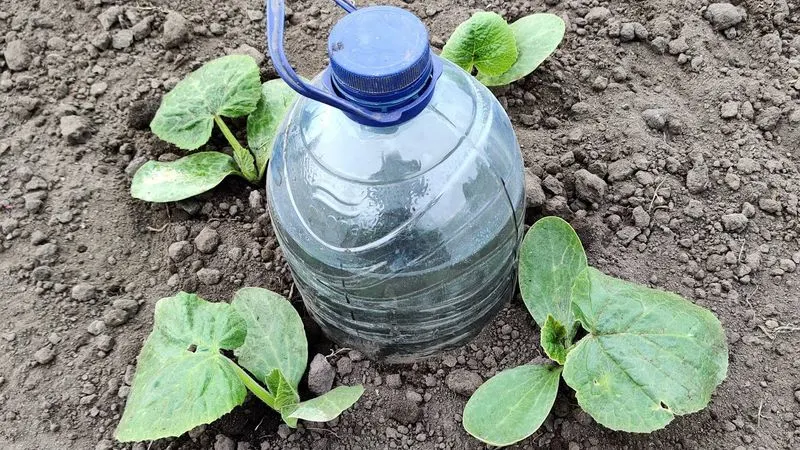 Plastic Bottle Drip Irrigation