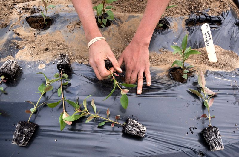 Plastic Under Mulch Prevents Weeds