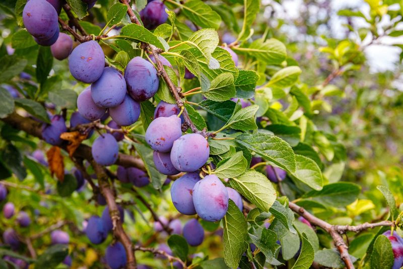 Plum Tree