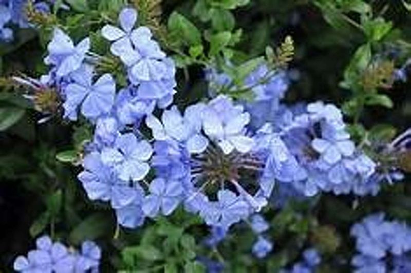 Plumbago